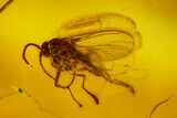 Several Fossil Flies (Diptera) and a Spider (Araneae) In Baltic Amber #139036-4